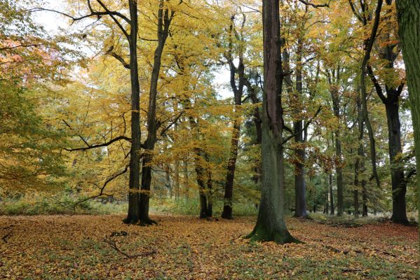 Holovousy, 31.10.2020
Obora Holovousy, hradiště - jižní část.
Klíčová slova: Holovousy obora hradiště Holovousy