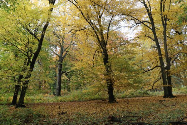 Holovousy, 31.10.2020
Obora Holovousy, hradiště - jižní část.
Klíčová slova: Holovousy obora hradiště Holovousy