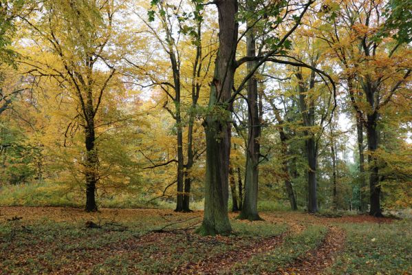 Holovousy, 31.10.2020
Obora Holovousy, hradiště - jižní část.
Klíčová slova: Holovousy obora hradiště Holovousy