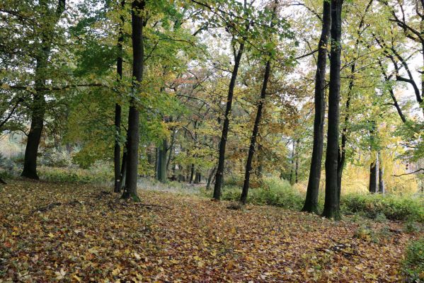 Holovousy, 31.10.2020
Obora Holovousy, hradiště - jižní část.
Klíčová slova: Holovousy obora hradiště Holovousy