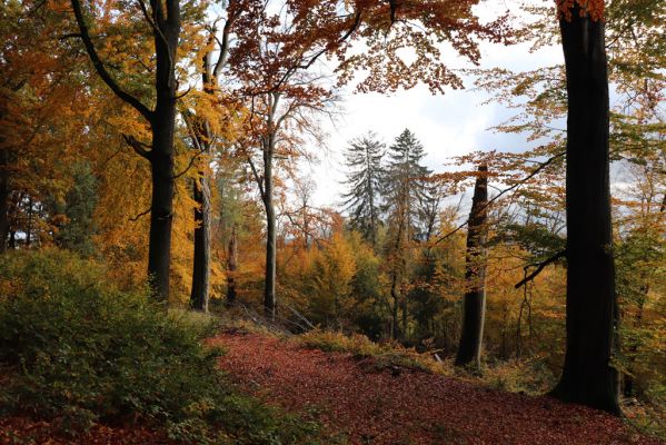 Holovousy, 31.10.2020
Obora Holovousy, hradiště - jižní část.
Klíčová slova: Holovousy obora hradiště Holovousy