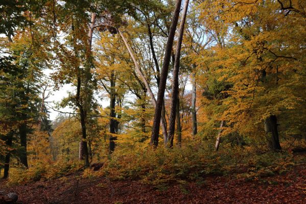 Holovousy, 31.10.2020
Obora Holovousy, hradiště - jižní část.
Klíčová slova: Holovousy obora hradiště Holovousy