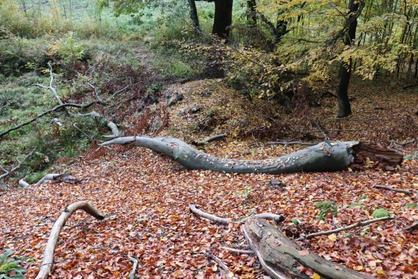 Holovousy, 31.10.2020
Obora Holovousy, hradiště - jižní část.
Schlüsselwörter: Holovousy obora hradiště Holovousy