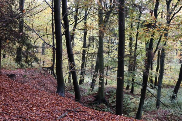Holovousy, 31.10.2020
Obora Holovousy, západní část.
Mots-clés: Holovousy obora