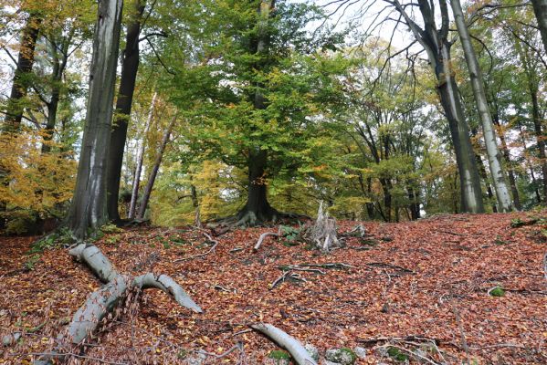 Holovousy, 31.10.2020
Obora Holovousy, hradiště - jižní část.
Klíčová slova: Holovousy obora hradiště Holovousy