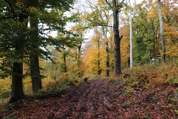 Holovousy, 31.10.2020
Obora Holovousy, hradiště - jižní část.
Klíčová slova: Holovousy obora hradiště Holovousy