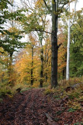 Holovousy, 31.10.2020
Obora Holovousy, hradiště - jižní část.
Klíčová slova: Holovousy obora hradiště Holovousy