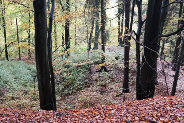 Holovousy, 31.10.2020
Obora Holovousy, západní část.
Klíčová slova: Holovousy obora