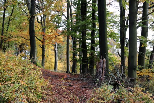 Holovousy, 31.10.2020
Obora Holovousy, hradiště - jižní část.
Klíčová slova: Holovousy obora hradiště Holovousy