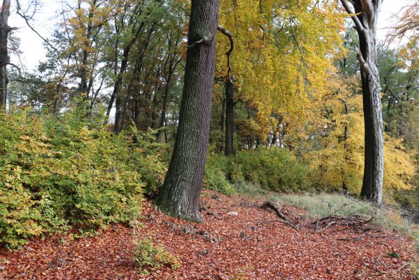 Holovousy, 31.10.2020
Obora Holovousy, hradiště - jižní část.
Klíčová slova: Holovousy obora hradiště Holovousy