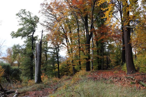 Holovousy, 31.10.2020
Obora Holovousy, hradiště - jižní část.
Klíčová slova: Holovousy obora hradiště Holovousy