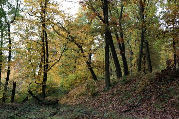 Holovousy, 31.10.2020
Obora Holovousy, hradiště - jižní část.
Klíčová slova: Holovousy obora hradiště Holovousy