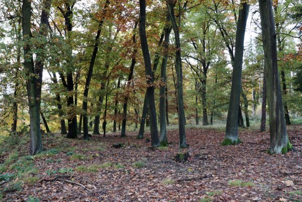 Holovousy, 31.10.2020
Obora Holovousy, hradiště - jižní část.
Klíčová slova: Holovousy obora hradiště Holovousy
