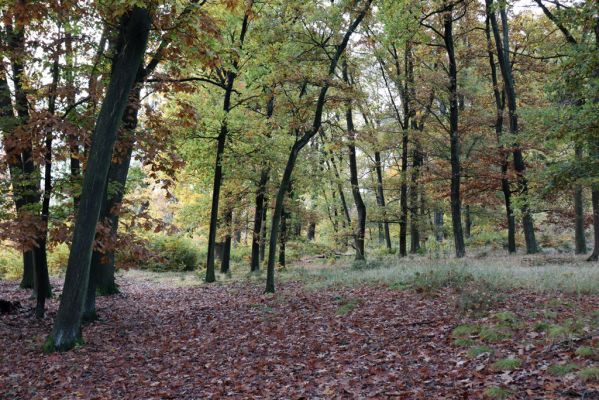 Holovousy, 31.10.2020
Obora Holovousy, hradiště - jižní část.
Klíčová slova: Holovousy obora hradiště Holovousy