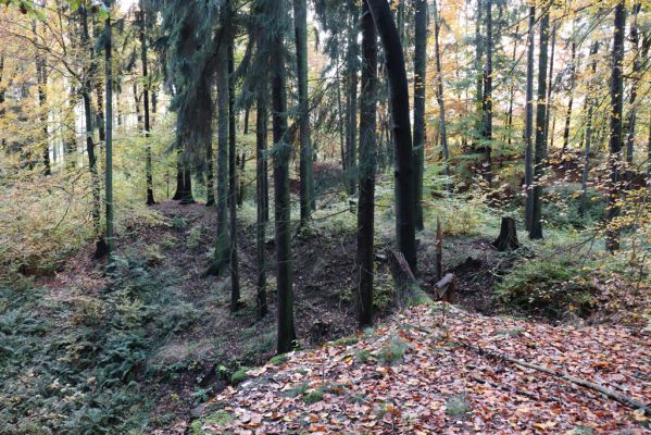 Holovousy, 31.10.2020
Obora Holovousy, západní část.
Klíčová slova: Holovousy obora