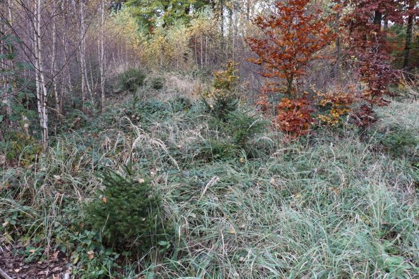Holovousy, 31.10.2020
Obora Holovousy, hradiště - východní část.
Klíčová slova: Holovousy obora hradiště Holovousy