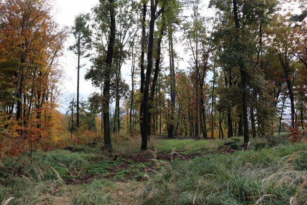 Holovousy, 31.10.2020
Obora Holovousy, hradiště - jižní cíp.
Klíčová slova: Holovousy obora hradiště Holovousy