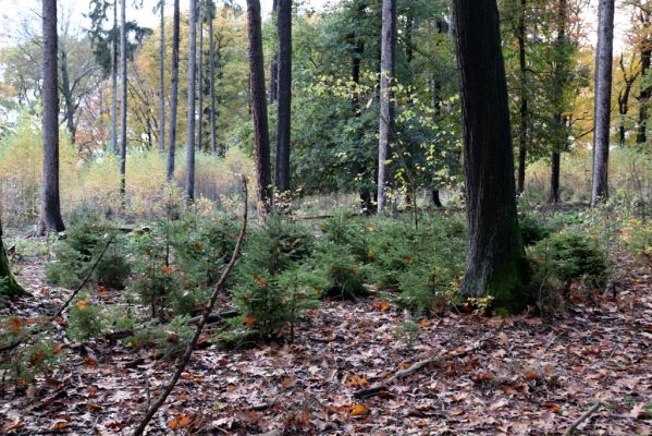 Holovousy, 31.10.2020
Obora Holovousy, hradiště - východní část.
Klíčová slova: Holovousy obora hradiště Holovousy