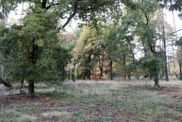 Holovousy, 31.10.2020
Obora Holovousy, hradiště.
Klíčová slova: Holovousy obora hradiště Holovousy