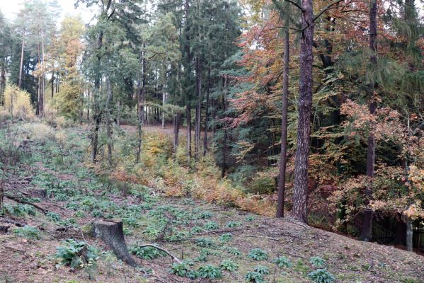Holovousy, 31.10.2020
Obora Holovousy, údolí Bašnického potoka.
Klíčová slova: Holovousy obora
