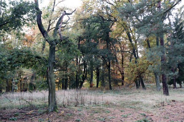 Holovousy, 31.10.2020
Obora Holovousy, hradiště.
Klíčová slova: Holovousy obora hradiště Holovousy
