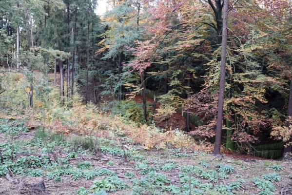 Holovousy, 31.10.2020
Obora Holovousy, údolí Bašnického potoka.
Klíčová slova: Holovousy obora