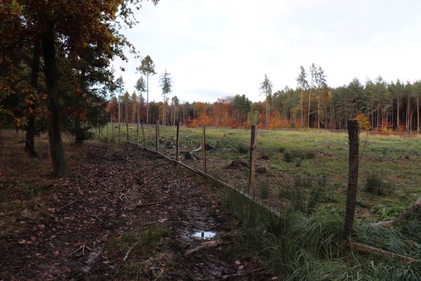 Holovousy, 31.10.2020
Obora Holovousy, lesní plantáže v severovýchodní části.
Mots-clés: Holovousy obora