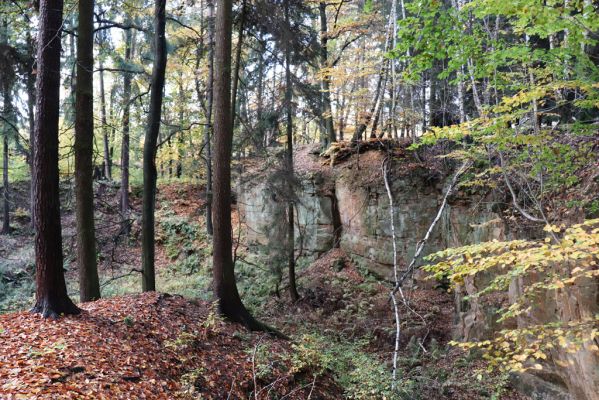 Holovousy, 31.10.2020
Obora Holovousy, západní část.
Klíčová slova: Holovousy obora