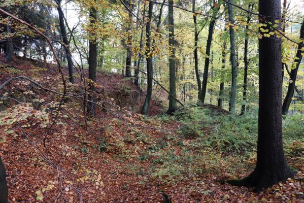 Holovousy, 31.10.2020
Obora Holovousy, západní část.
Klíčová slova: Holovousy obora