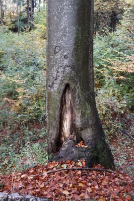 Holovousy, 31.10.2020
Obora Holovousy, západní část.
Klíčová slova: Holovousy obora