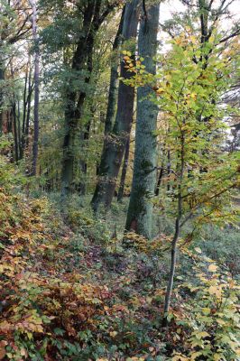 Holovousy, 31.10.2020
Obora Holovousy, západní část.
Klíčová slova: Holovousy obora