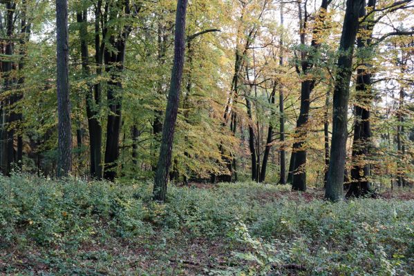 Holovousy, 31.10.2020
Obora Holovousy, západní část.
Klíčová slova: Holovousy obora