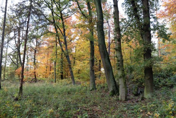 Holovousy, 31.10.2020
Obora Holovousy, západní část.
Klíčová slova: Holovousy obora