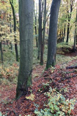 Holovousy, 31.10.2020
Obora Holovousy, západní část.
Klíčová slova: Holovousy obora