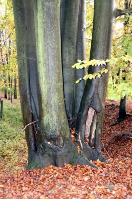 Holovousy, 31.10.2020
Obora Holovousy, západní část.
Klíčová slova: Holovousy obora