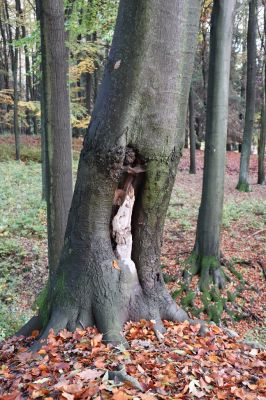 Holovousy, 31.10.2020
Obora Holovousy, západní část.
Klíčová slova: Holovousy obora