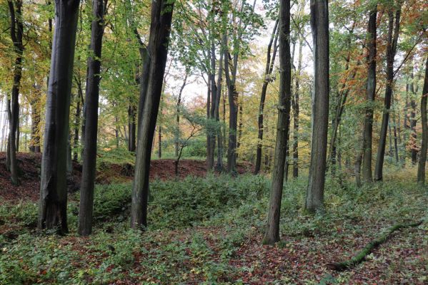 Holovousy, 31.10.2020
Obora Holovousy, západní část.
Klíčová slova: Holovousy obora