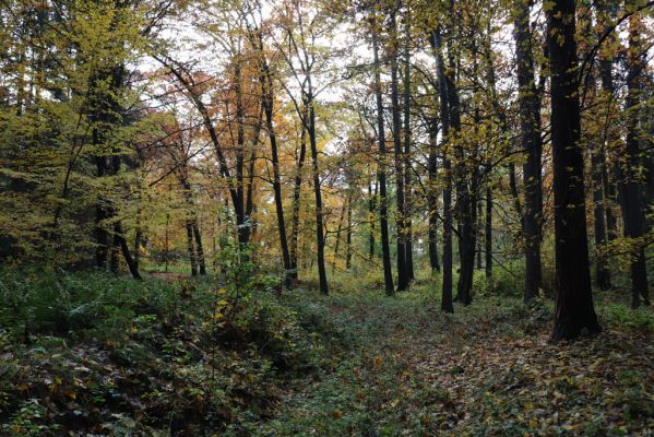 Holovousy, 31.10.2020
Obora Holovousy, západní část.
Klíčová slova: Holovousy obora