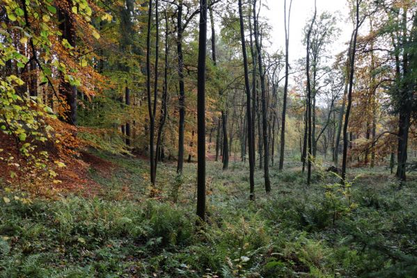 Holovousy, 31.10.2020
Obora Holovousy, centrální údolí.
Klíčová slova: Holovousy obora