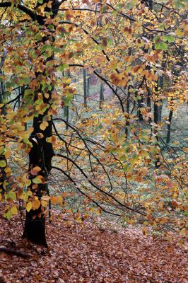 Holovousy, 31.10.2020
Obora Holovousy, centrální údolí.
Klíčová slova: Holovousy obora