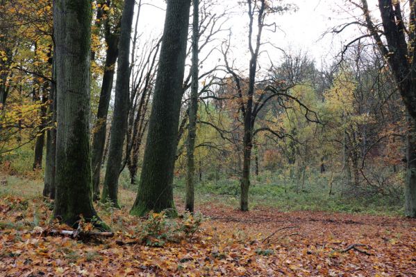 Holovousy, 31.10.2020
Obora Holovousy, centrální údolí.
Klíčová slova: Holovousy obora