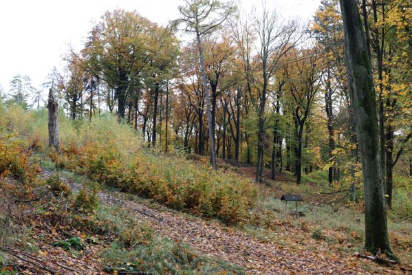 Holovousy, 31.10.2020
Obora Holovousy, hradiště - severní část.
Klíčová slova: Holovousy obora hradiště Holovousy