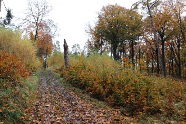 Holovousy, 31.10.2020
Obora Holovousy, hradiště - severní část.
Klíčová slova: Holovousy obora hradiště Holovousy