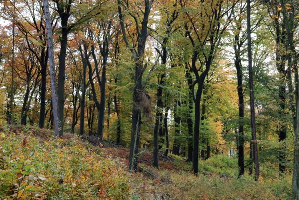 Holovousy, 31.10.2020
Obora Holovousy, hradiště - centrální část.
Klíčová slova: Holovousy obora hradiště Holovousy