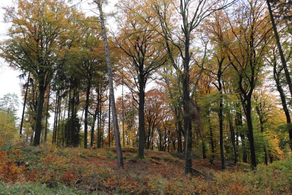 Holovousy, 31.10.2020
Obora Holovousy, hradiště - centrální část.
Klíčová slova: Holovousy obora hradiště Holovousy