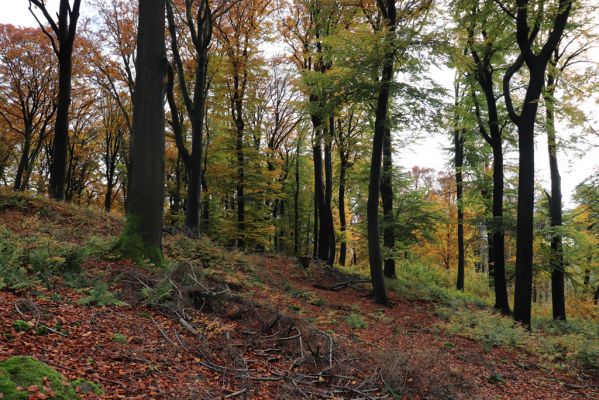 Holovousy, 31.10.2020
Obora Holovousy, hradiště - centrální část.
Klíčová slova: Holovousy obora hradiště Holovousy