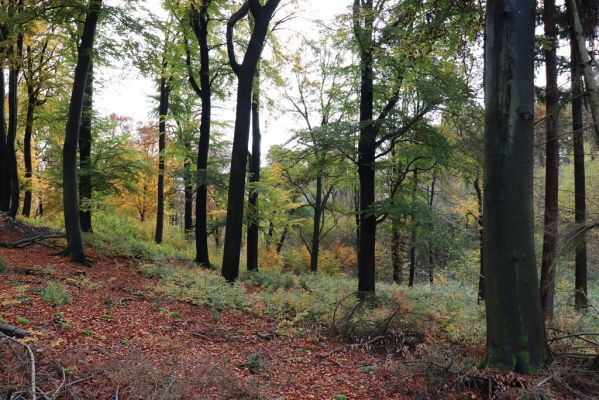 Holovousy, 31.10.2020
Obora Holovousy, centrální údolí.
Klíčová slova: Holovousy obora