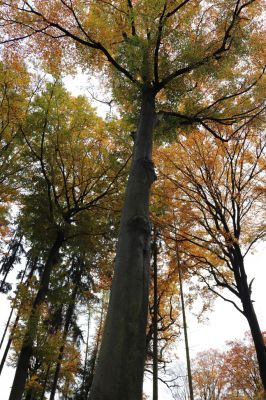 Holovousy, 31.10.2020
Obora Holovousy, hradiště - centrální část.
Klíčová slova: Holovousy obora hradiště Holovousy