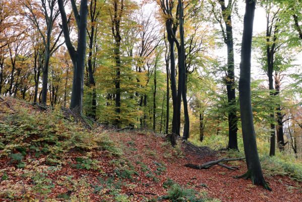Holovousy, 31.10.2020
Obora Holovousy, hradiště - centrální část.
Klíčová slova: Holovousy obora hradiště Holovousy