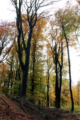 Holovousy, 31.10.2020
Obora Holovousy, hradiště - centrální část.
Klíčová slova: Holovousy obora hradiště Holovousy